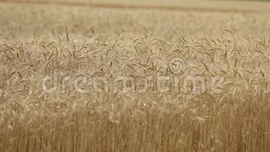 黄穗小麦在风中摇摆，小麦成熟穗的背景场，收获，小麦在田间生长，视频